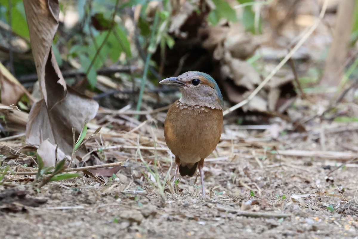 Blue-rumped Pitta - Mike Jacob