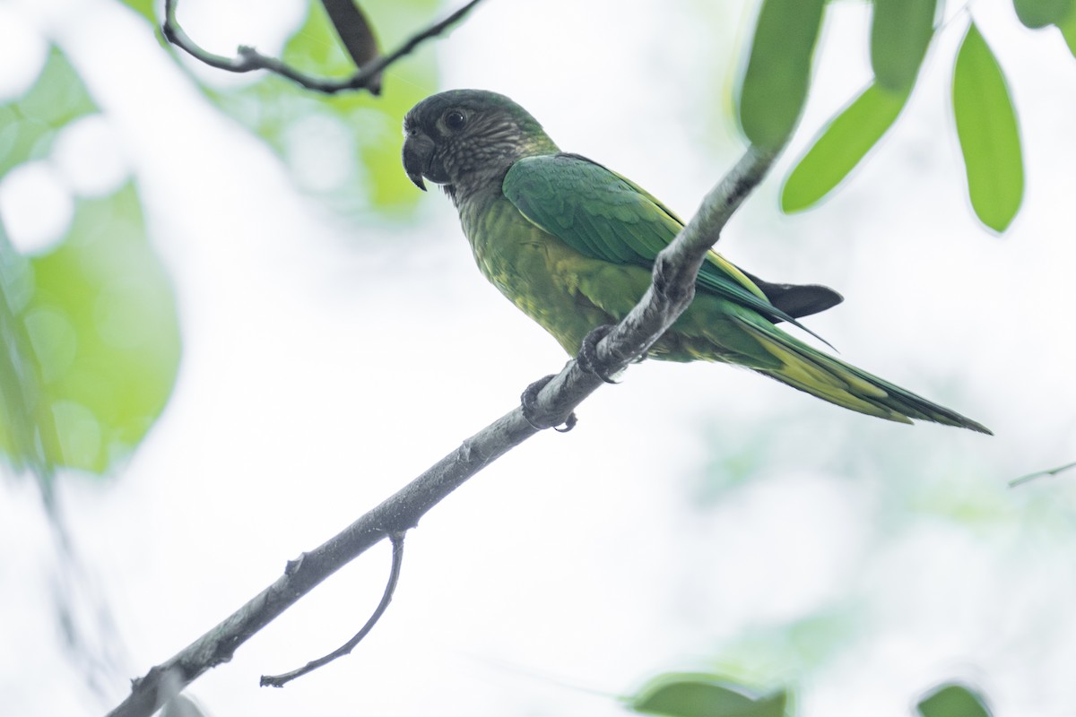 Brown-throated Parakeet - ML617214953