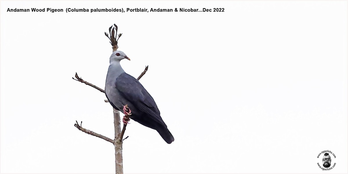 Andaman Wood-Pigeon - ML617214982