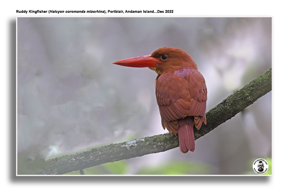 Ruddy Kingfisher - Saravanan Janakarajan