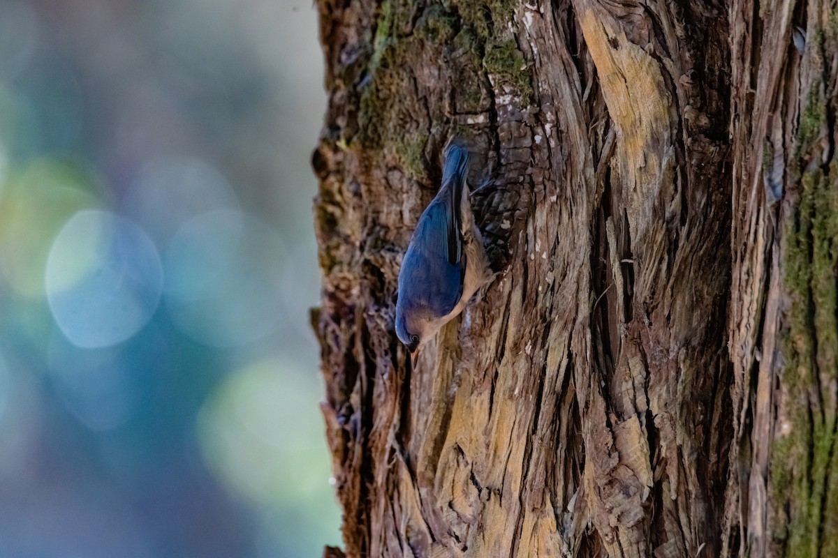 Velvet-fronted Nuthatch - ML617214999