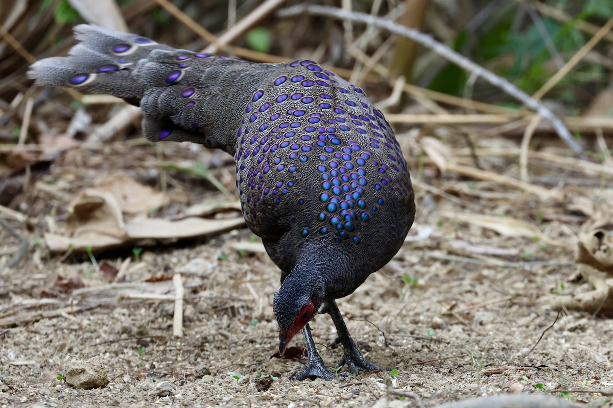 Germain's Peacock-Pheasant - ML617215009