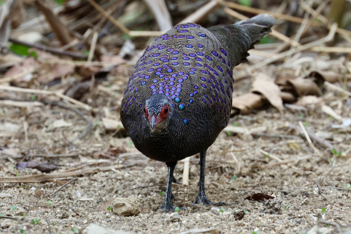 Germain's Peacock-Pheasant - ML617215010