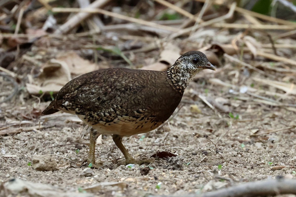 Scaly-breasted Partridge (Green-legged) - Mike Jacob