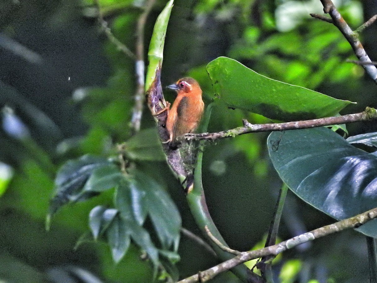 White-browed Piculet - ML617215045