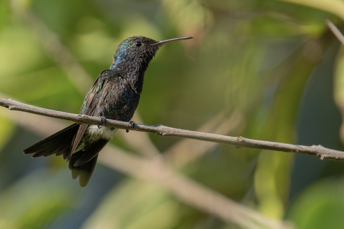 kolibřík safírovobřichý - ML617215097