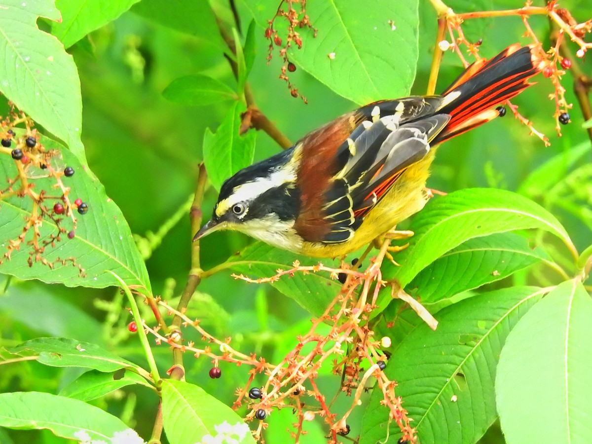 Red-tailed Minla - Jayendra Rakesh Yeka