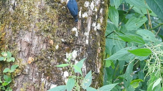 White-tailed Nuthatch - ML617215221