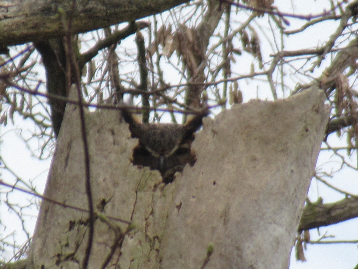 Great Horned Owl - ML617215289