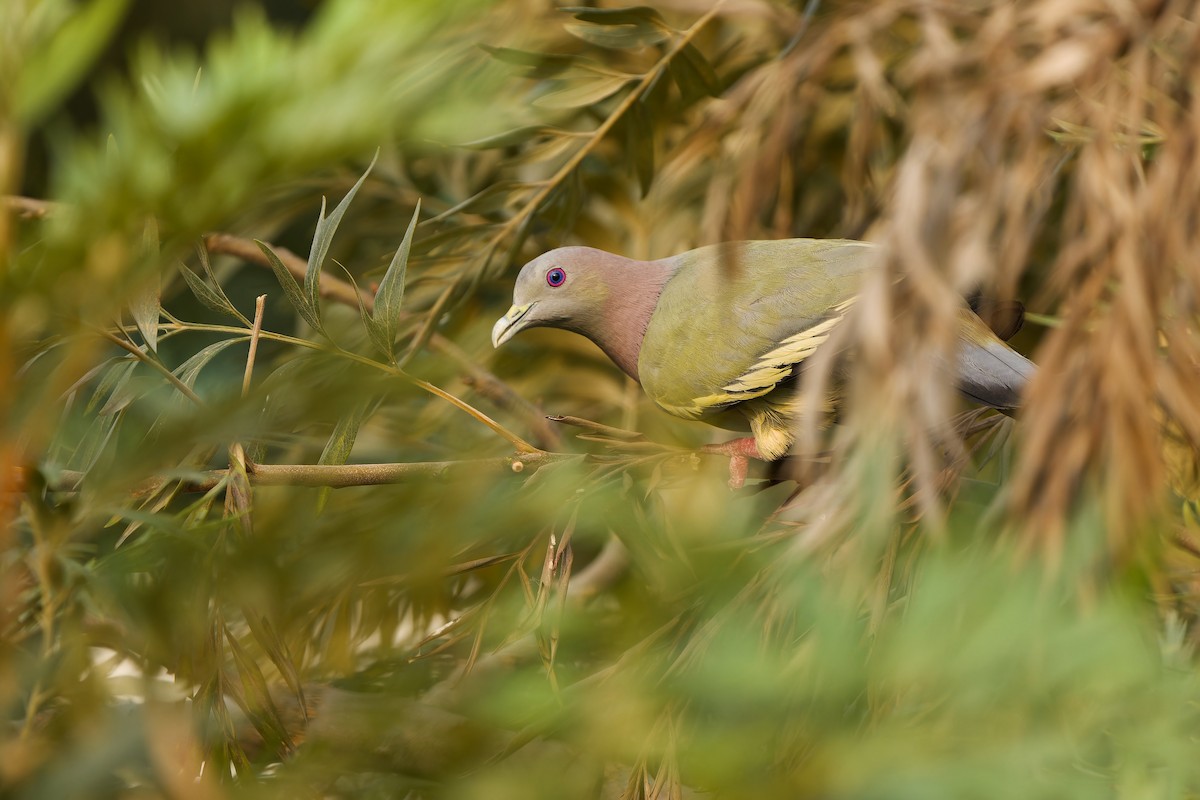 Pink-necked Green-Pigeon - ML617215306
