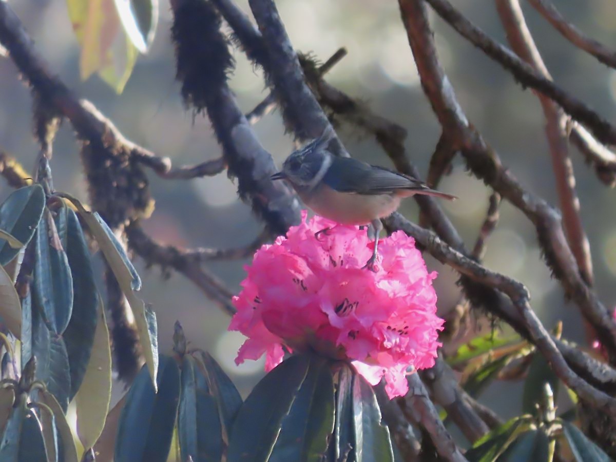 Gray-crested Tit - ML617215318
