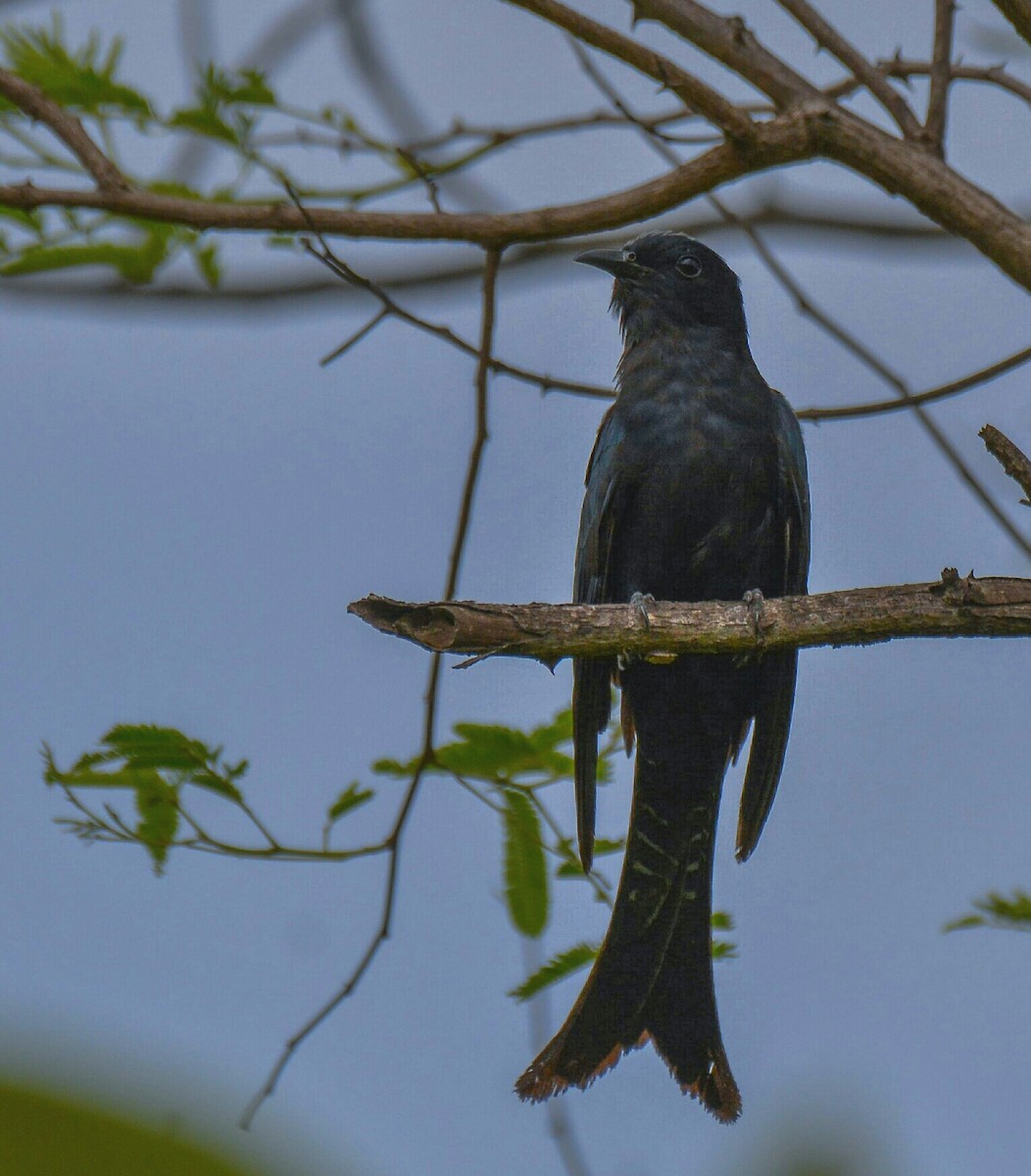 Fork-tailed Drongo-Cuckoo - Ashish Babre