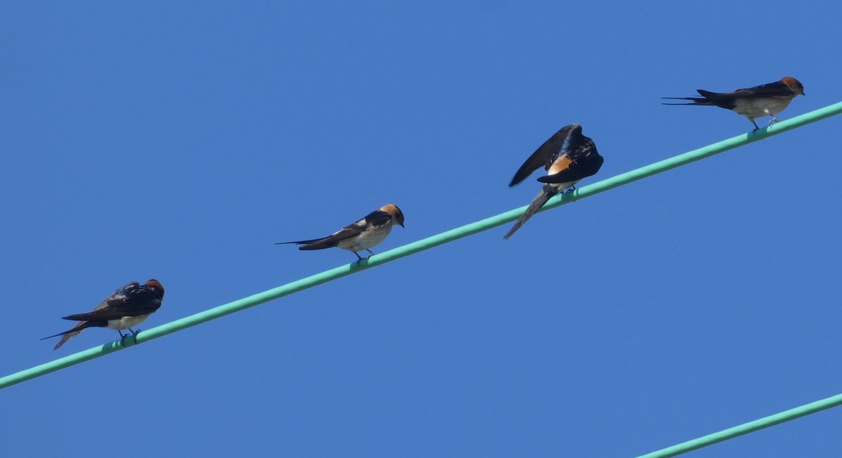 Red-rumped Swallow - ML617215495