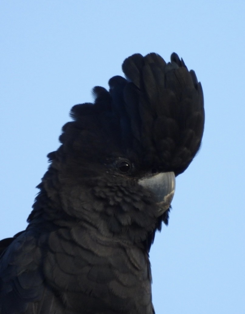 Red-tailed Black-Cockatoo - ML617215496