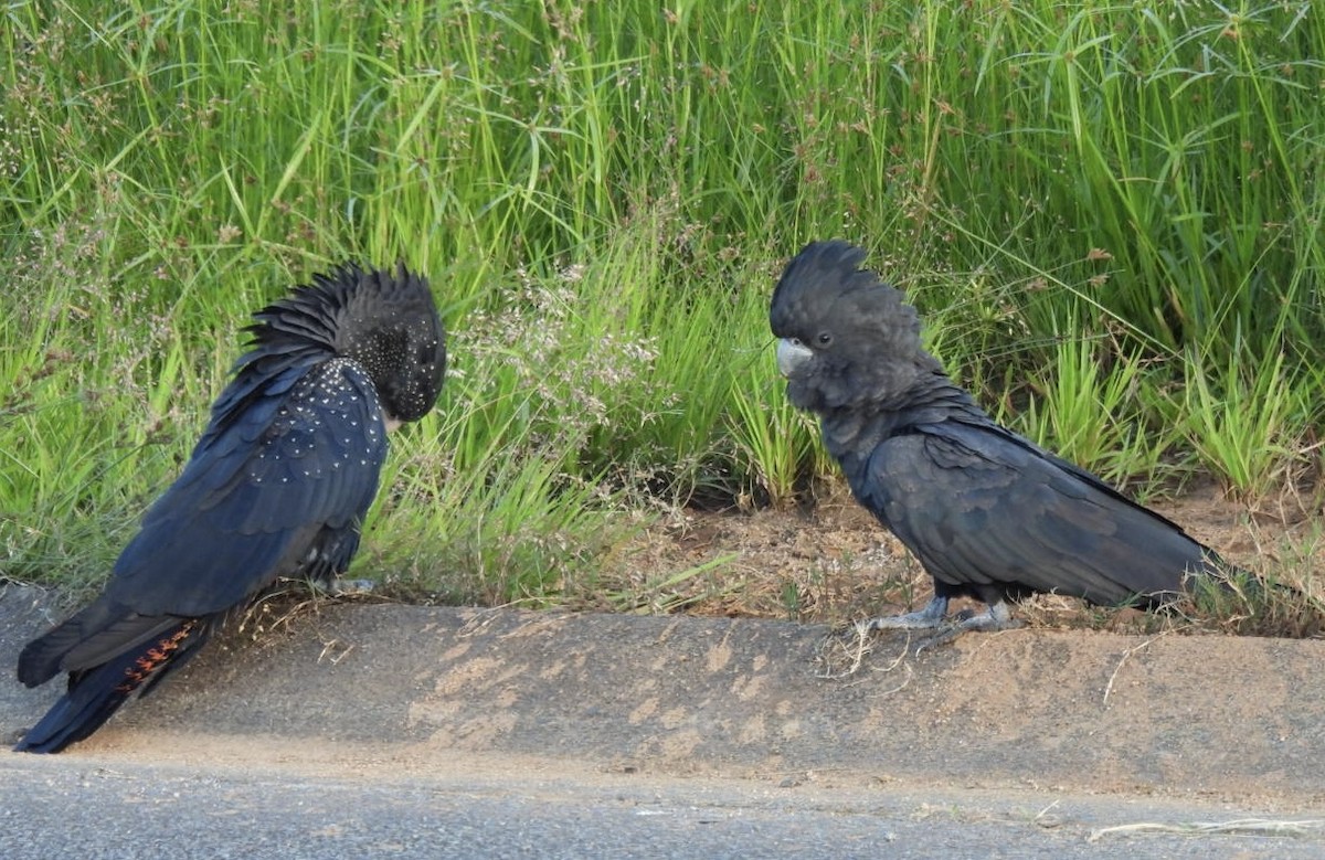Red-tailed Black-Cockatoo - ML617215498