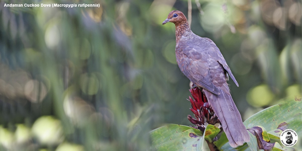 Andaman Cuckoo-Dove - Saravanan Janakarajan