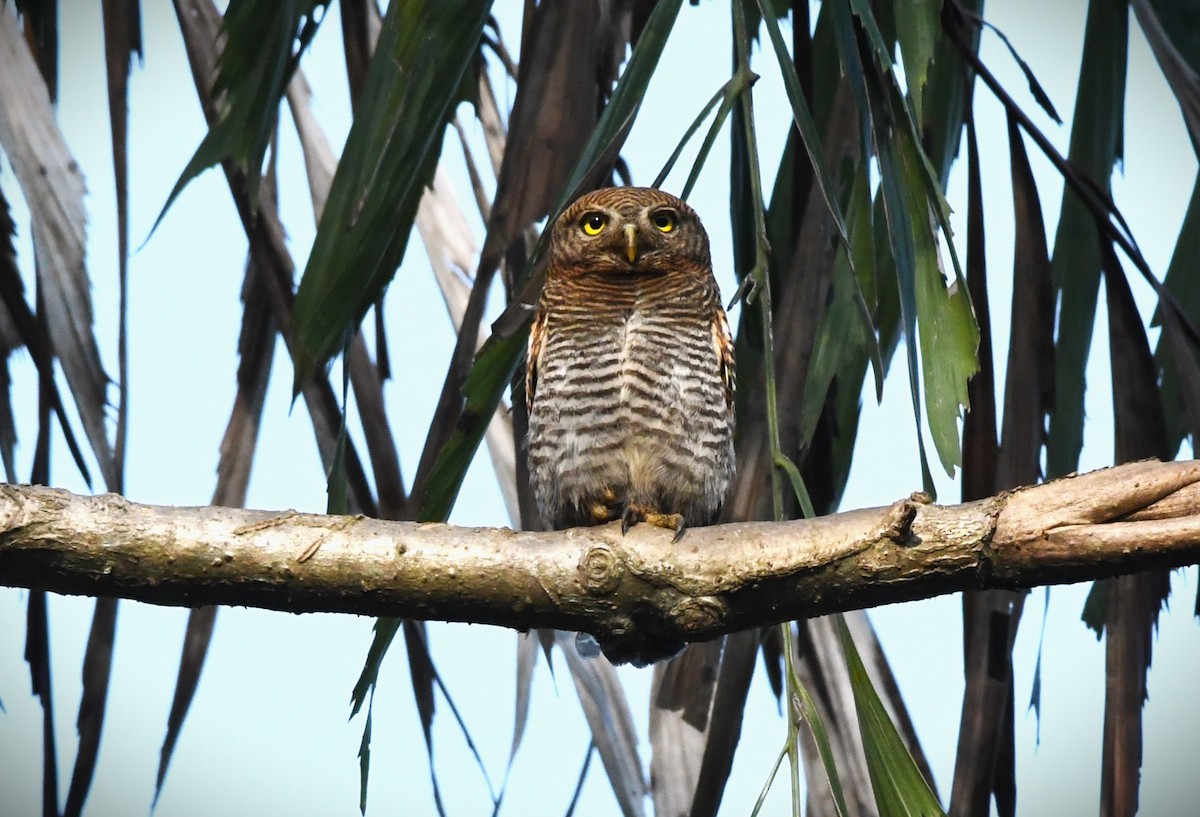 Jungle Owlet - mathew thekkethala