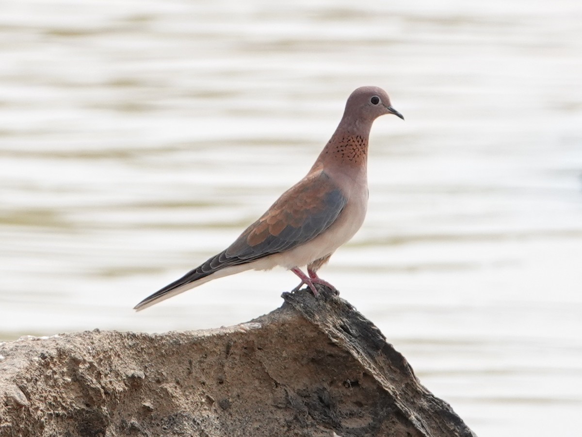 Laughing Dove - Peter Yendle