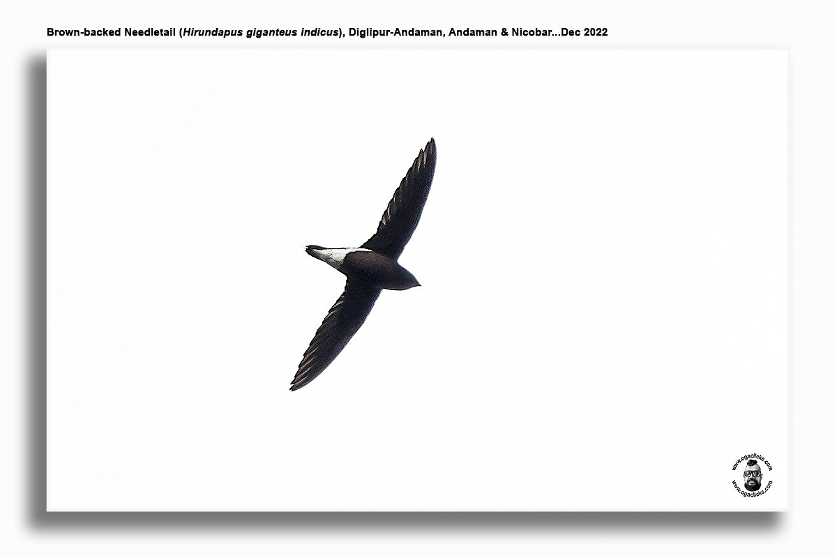 Brown-backed Needletail - ML617215633