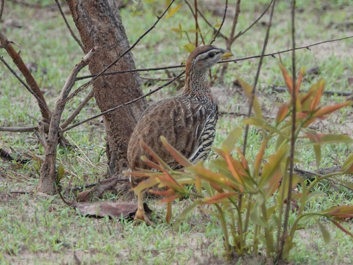 Double-spurred Spurfowl - ML617215692