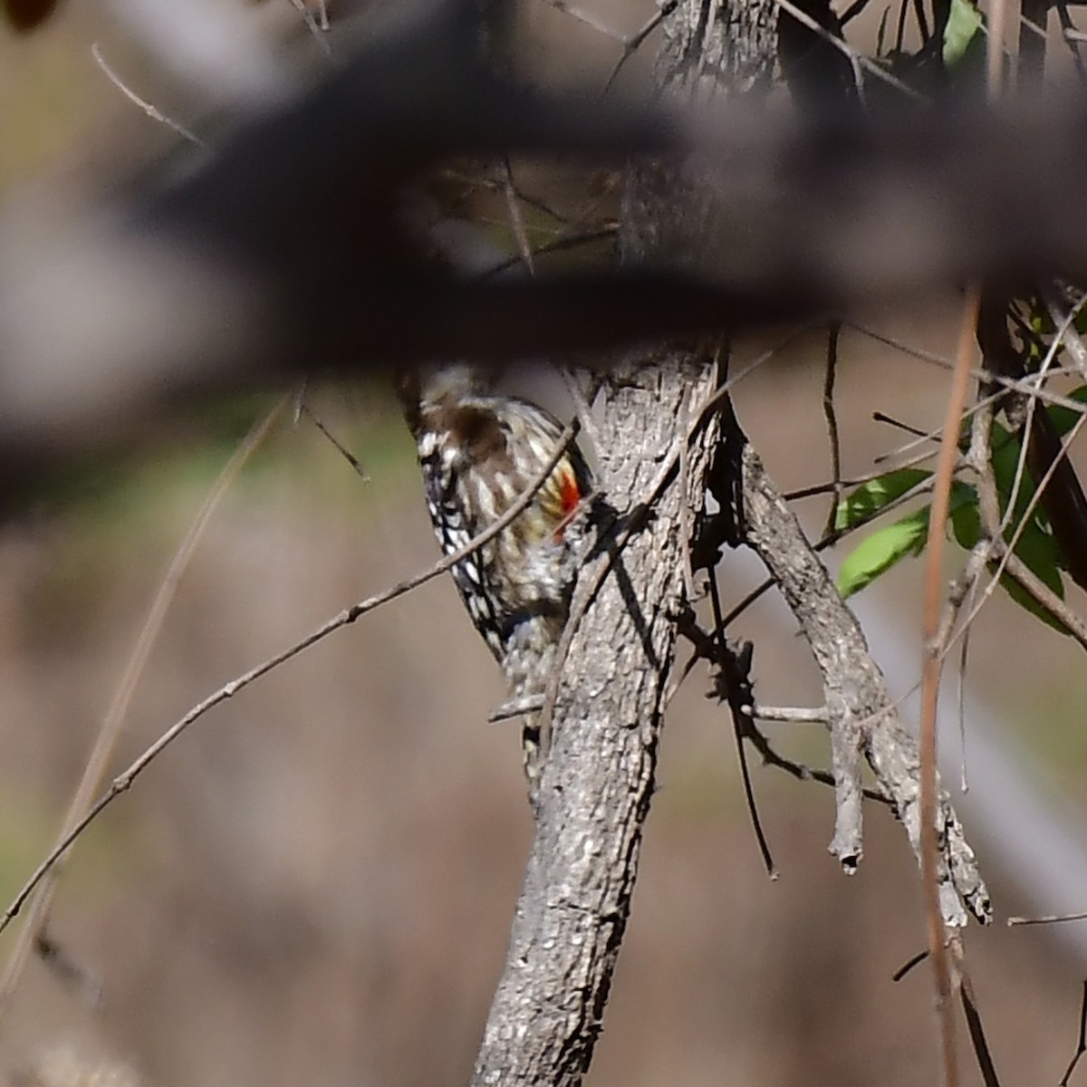 Yellow-crowned Woodpecker - ML617215710