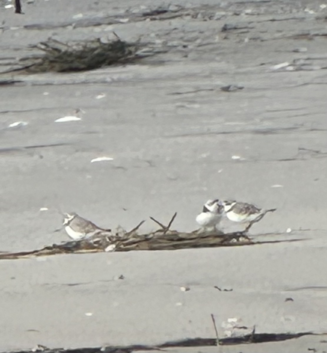 Piping Plover - ML617215756