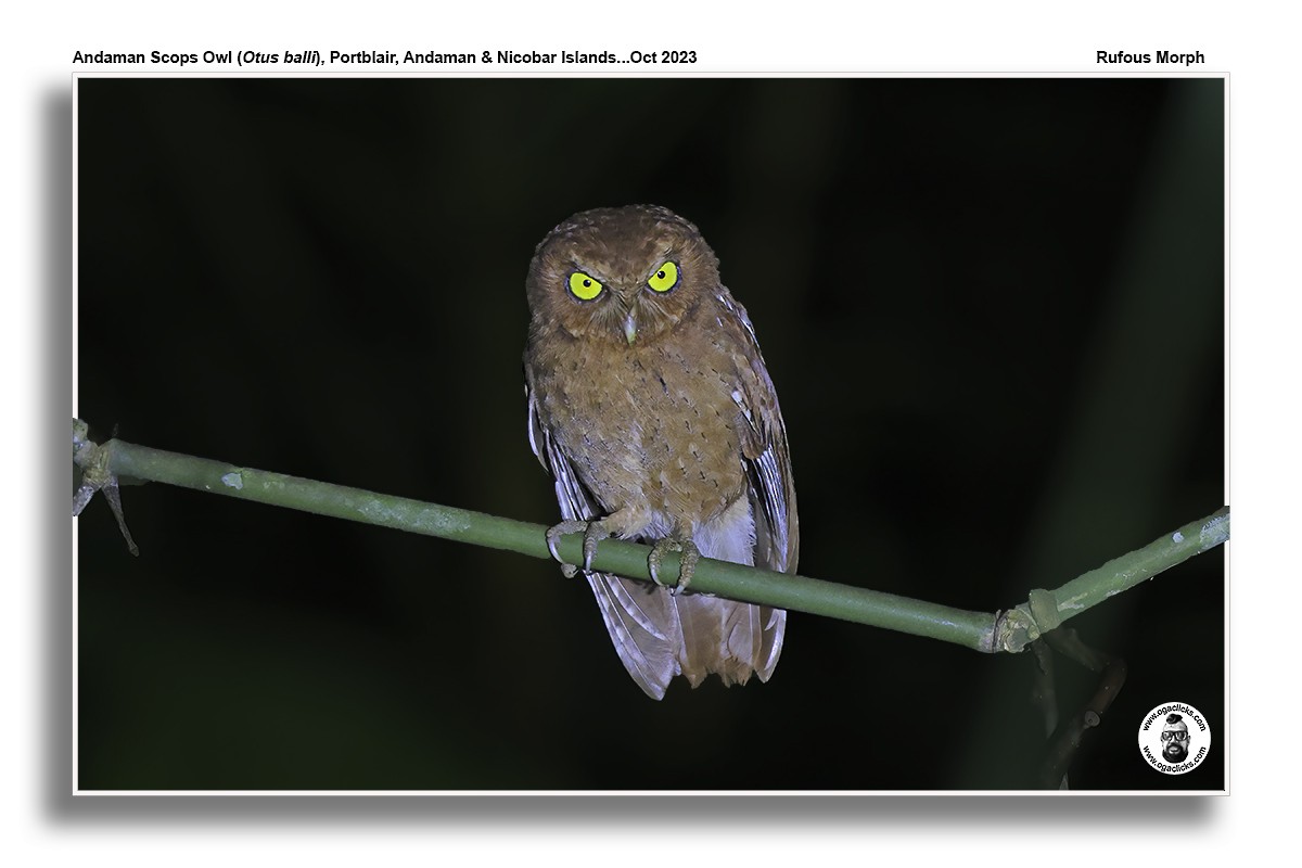 Andaman Scops-Owl - ML617215867