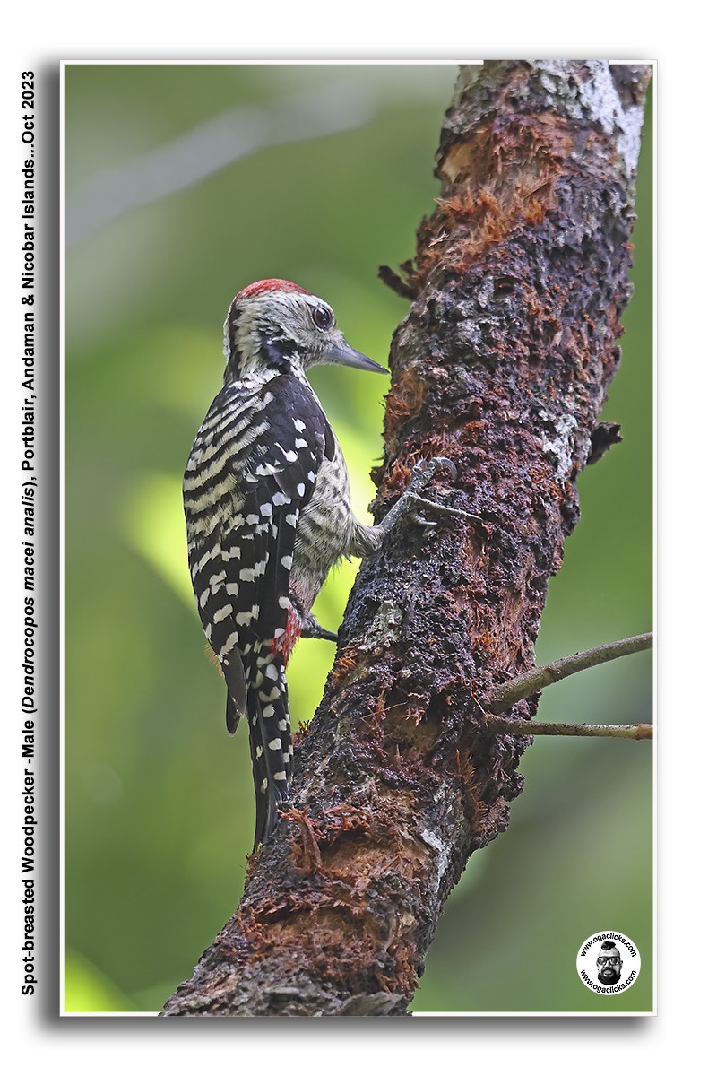 Freckle-breasted Woodpecker - Saravanan Janakarajan