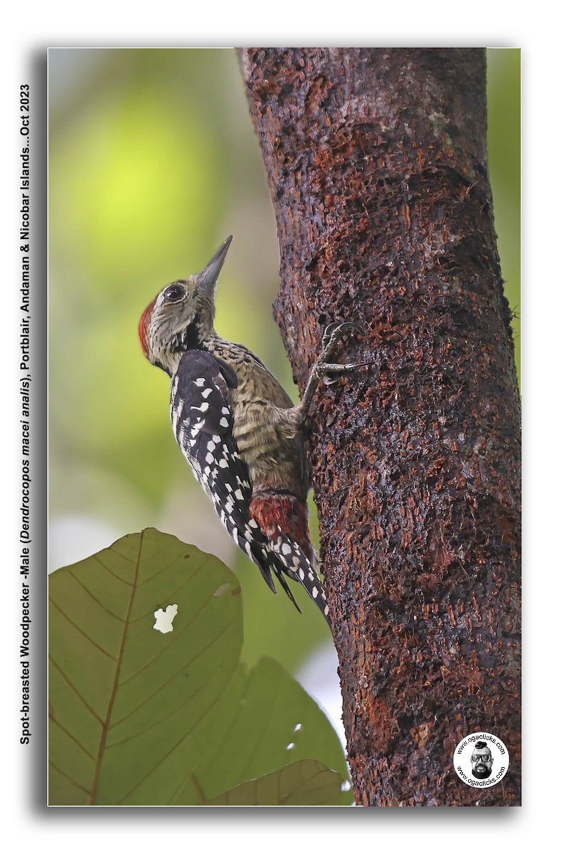 Freckle-breasted Woodpecker - Saravanan Janakarajan