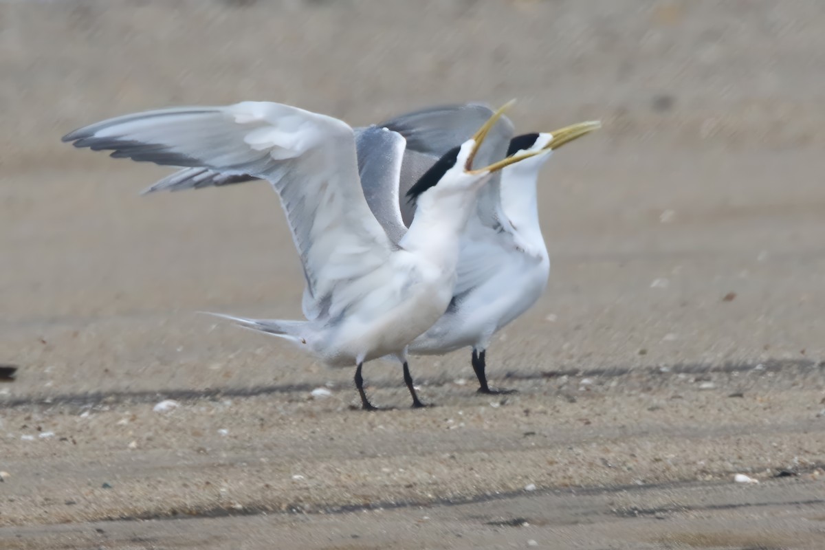 Great Crested Tern - ML617216026