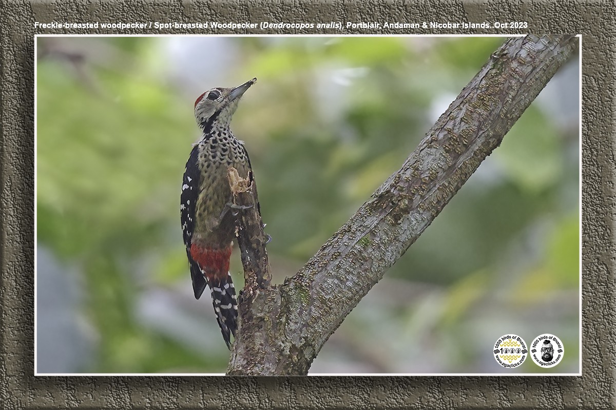 Freckle-breasted Woodpecker - ML617216033