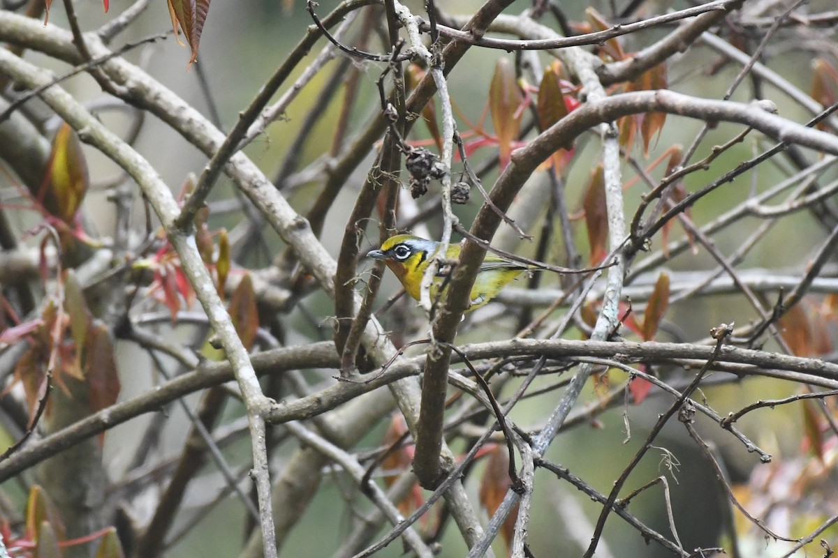 Black-eared Shrike-Babbler - ML617216144