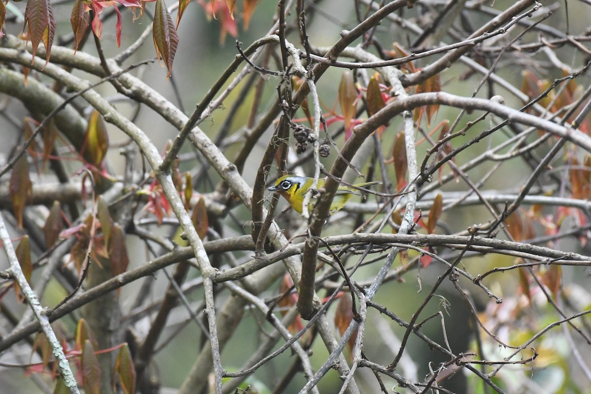 Black-eared Shrike-Babbler - ML617216145