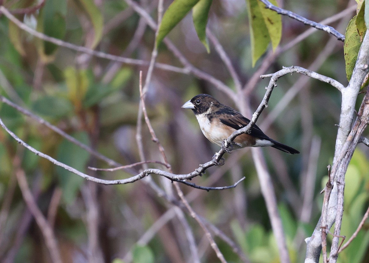 White-naped Seedeater - ML617216184
