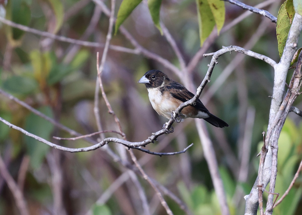 White-naped Seedeater - ML617216185