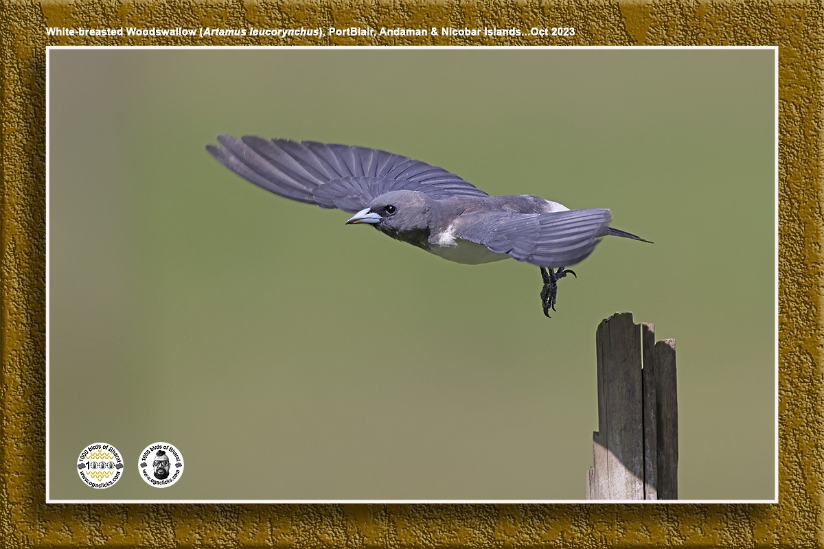 White-breasted Woodswallow - ML617216220