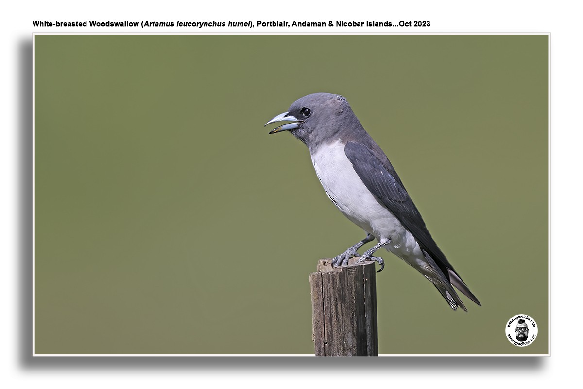 White-breasted Woodswallow - ML617216223