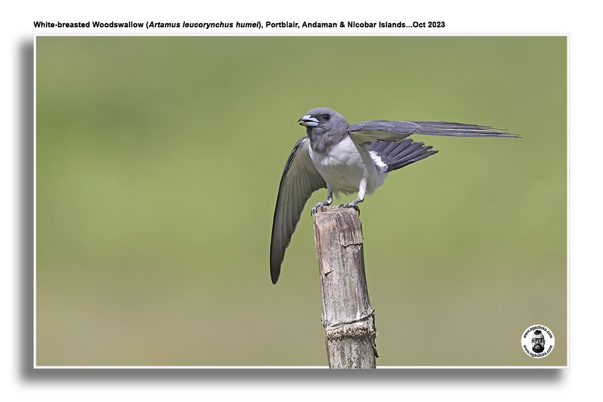White-breasted Woodswallow - ML617216224