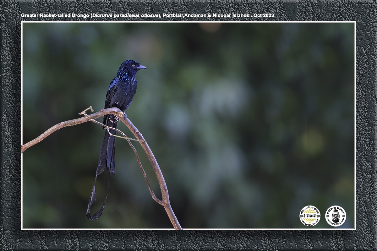 Greater Racket-tailed Drongo - ML617216229