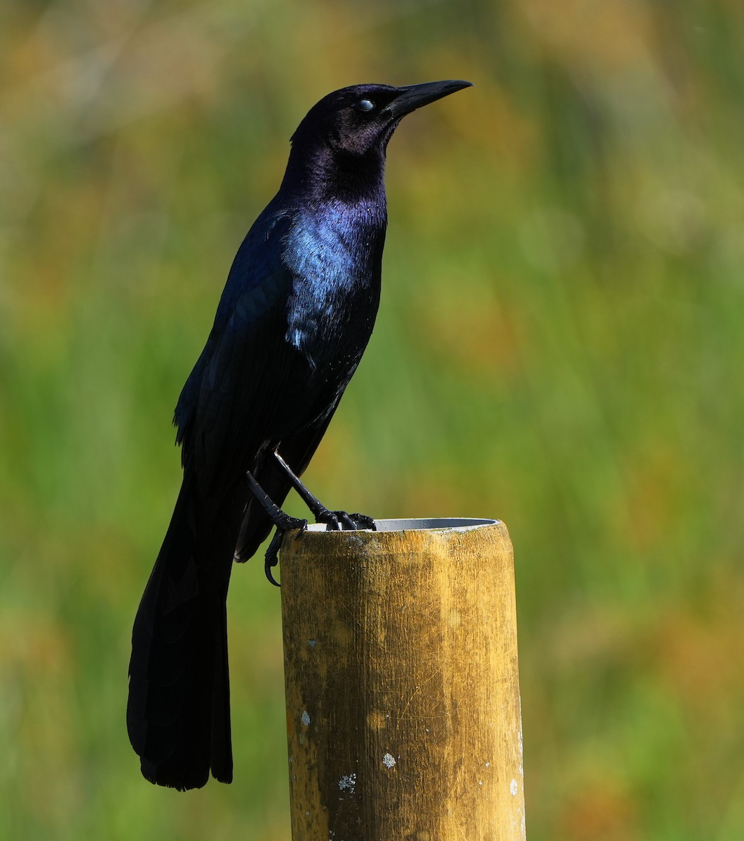 Boat-tailed Grackle - Dave Bowman