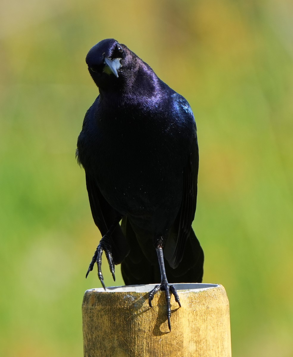 Boat-tailed Grackle - ML617216265