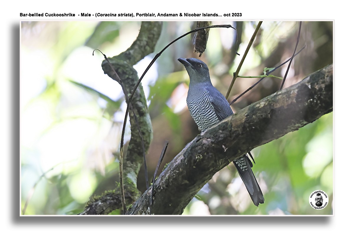 Andaman Cuckooshrike - ML617216270