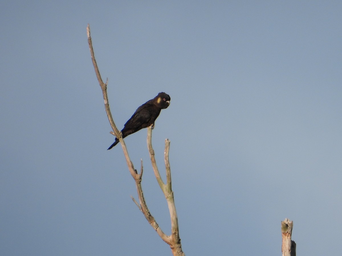 Yellow-tailed Black-Cockatoo - ML617216366