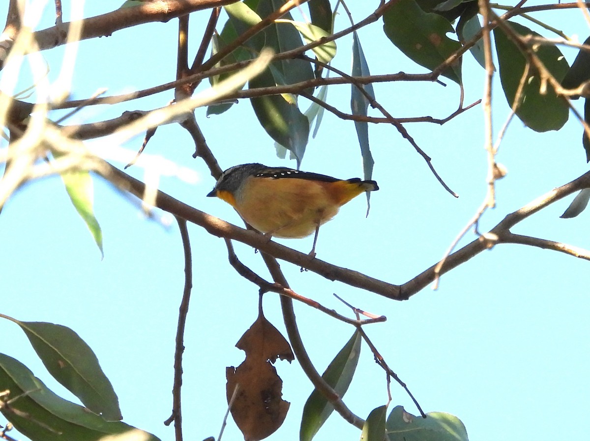 Spotted Pardalote - ML617216384