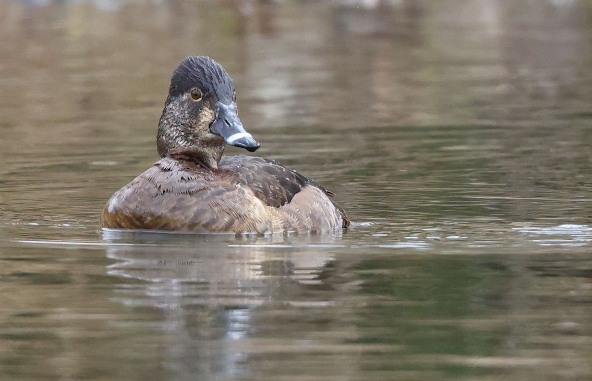 Ring-necked Duck - Matthew Brown
