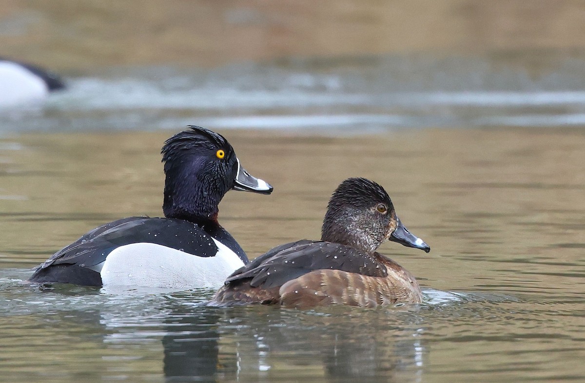 Ring-necked Duck - Matthew Brown