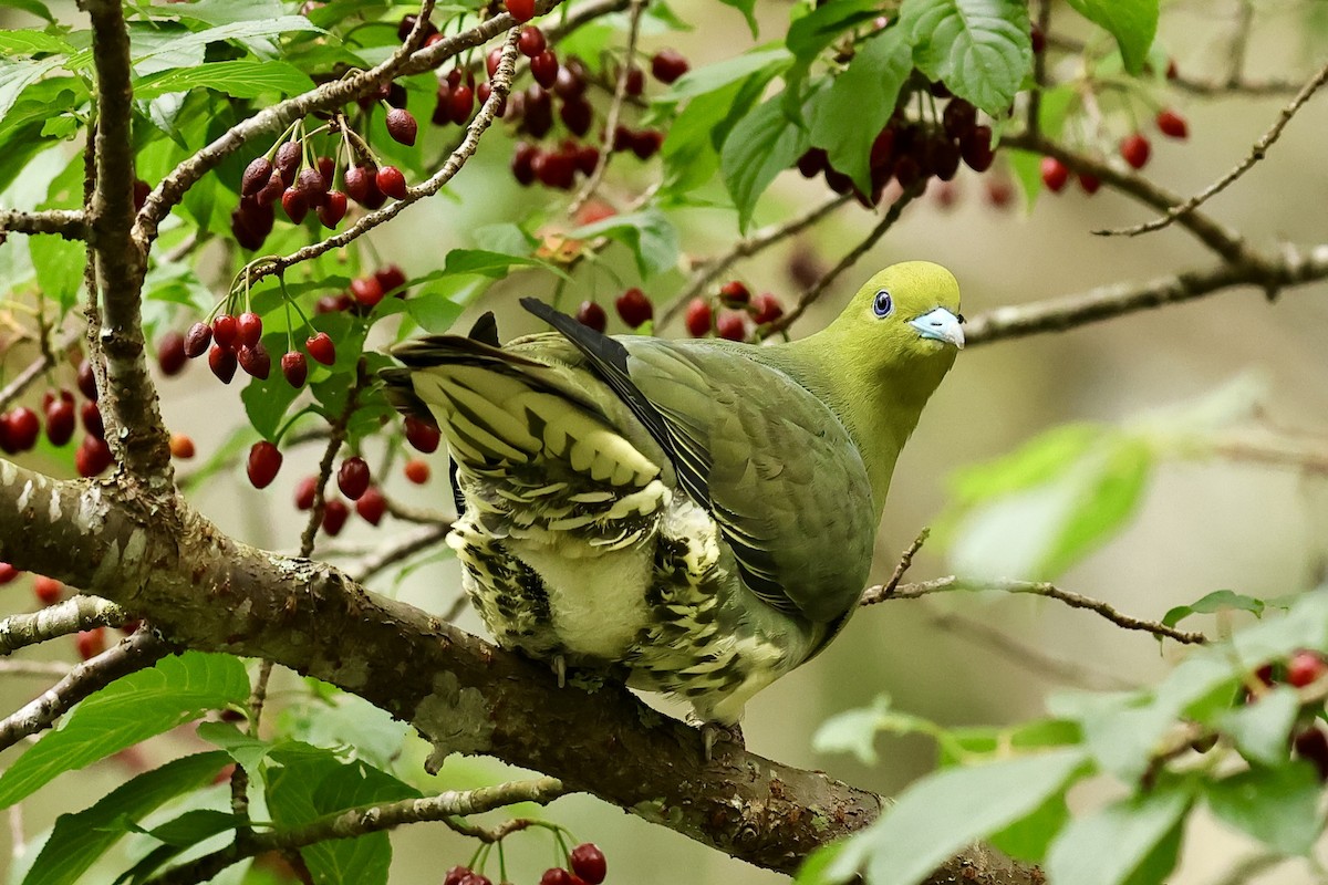 White-bellied Green-Pigeon - ML617216552