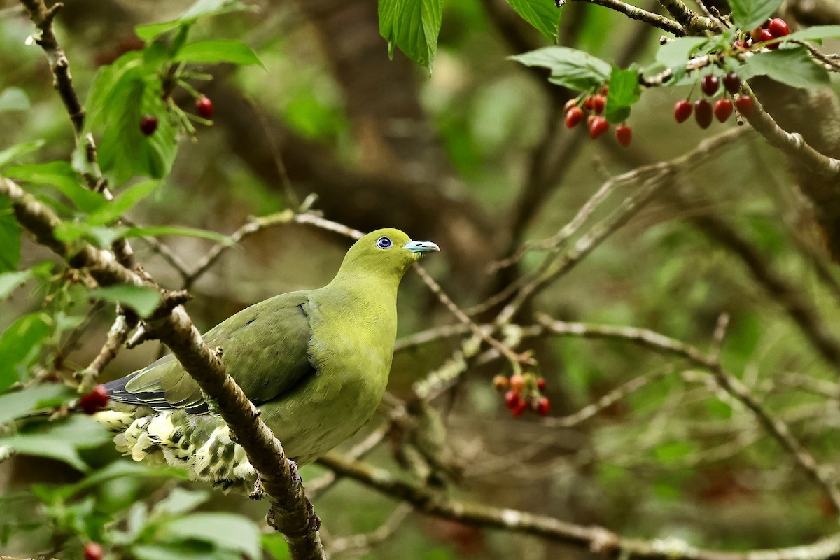 White-bellied Green-Pigeon - ML617216553