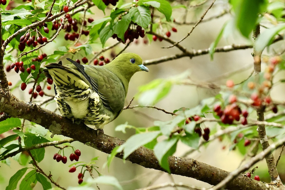 White-bellied Green-Pigeon - ML617216554