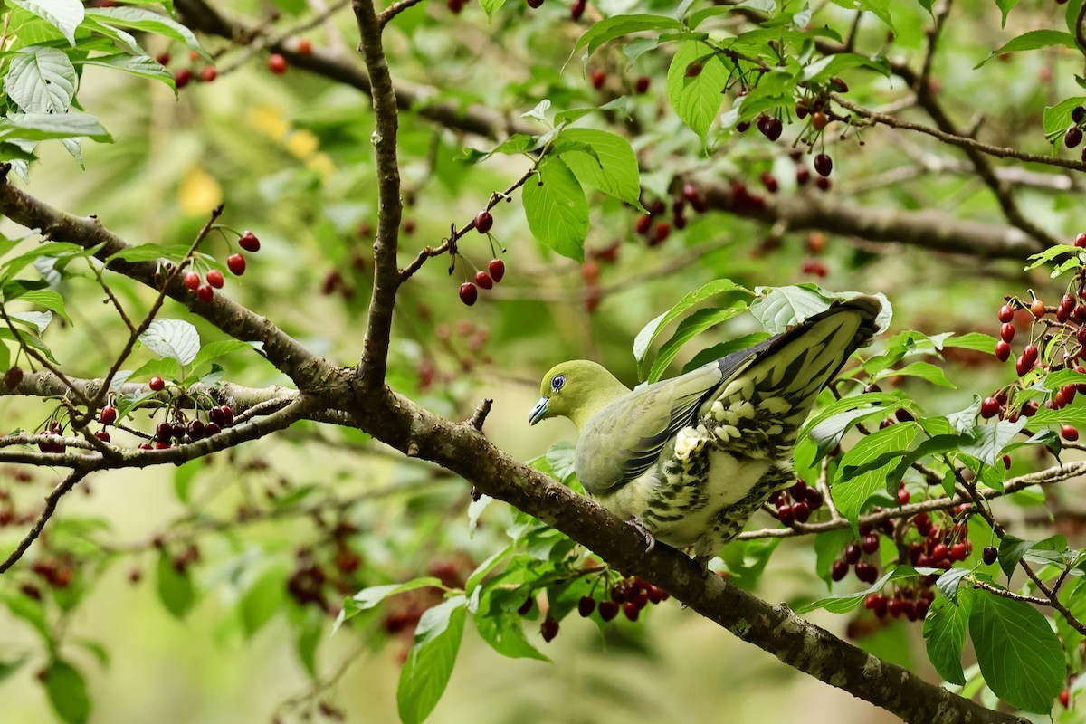 White-bellied Green-Pigeon - ML617216557